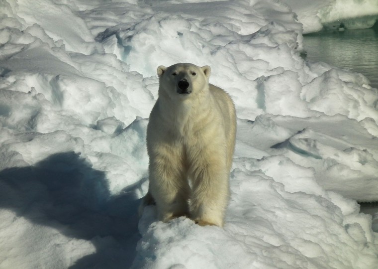 polar bear welcome