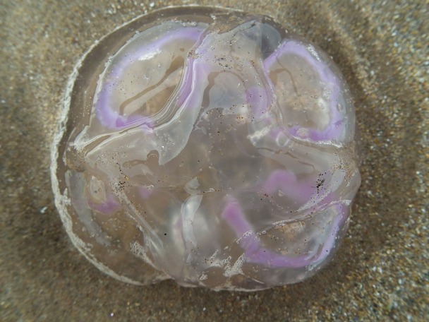 Moon jellyfish, Aurelia aurita, slightly degraded but still recognisable with those purple gonads