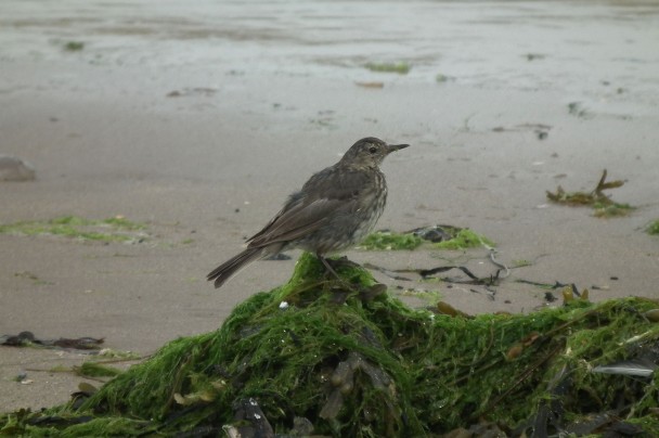 A chubby song thrush (Turdus philomelos) poking through seaweed on the strand line